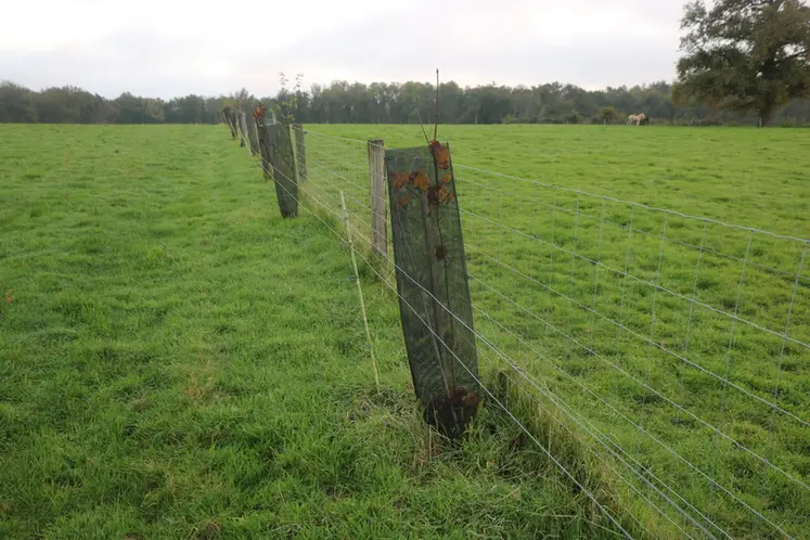 <em class="placeholder">Plantation de jeunes arbres dans un pré.</em>