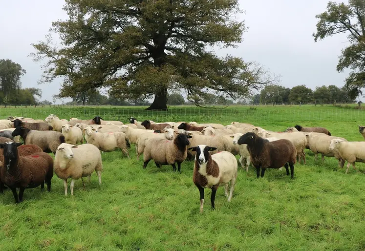 <em class="placeholder">Les moutons profitent de l&#039;ombre et de la régulation thermique qu&#039;apportent les arbres.</em>