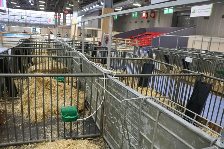 Cases ovines au Salon de l'Agriculture, la veille de l'ouverture.