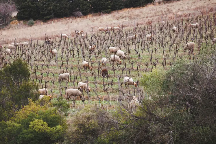 <em class="placeholder">Le Château de Luc, domaine viticole en agriculture biologique, met 100 ha de vigne à disposition du troupeau de Frédéric Bichon.</em>