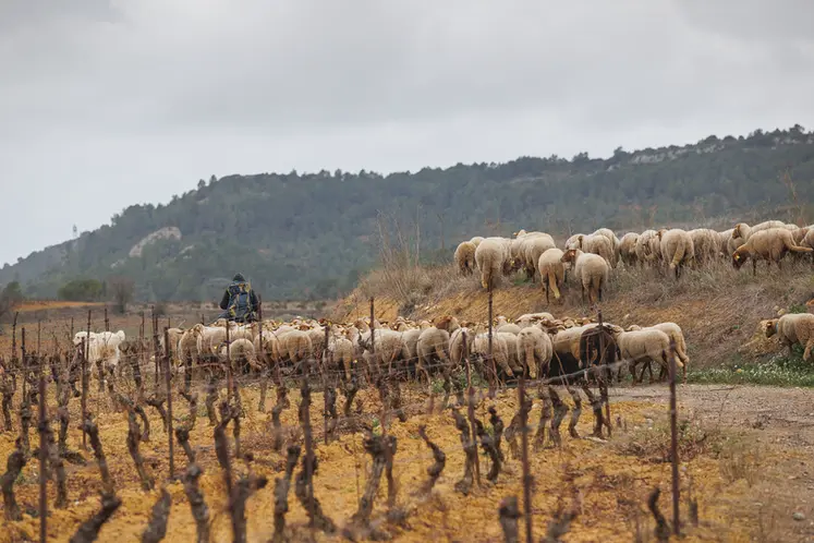 <em class="placeholder">Berger conduisant ses brebis dans les vignes.</em>