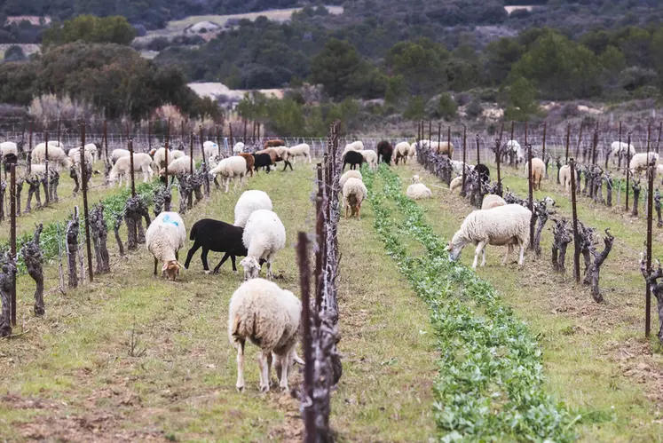 <em class="placeholder">Brebis dans les vignes.</em>