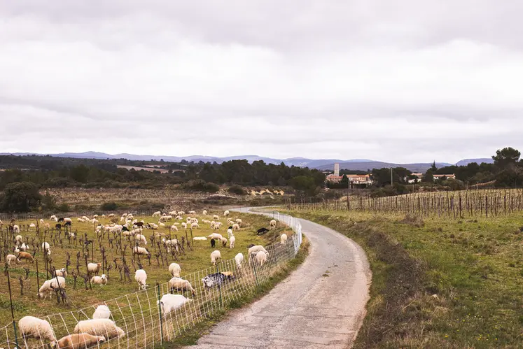 <em class="placeholder">La route longe la parcelle où pâturent les brebis</em>