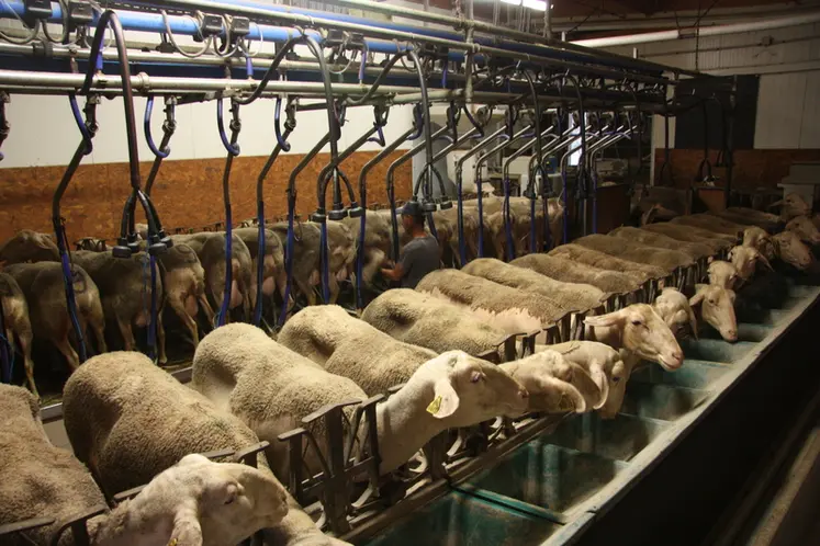 <em class="placeholder">Brebis en salle de traite</em>