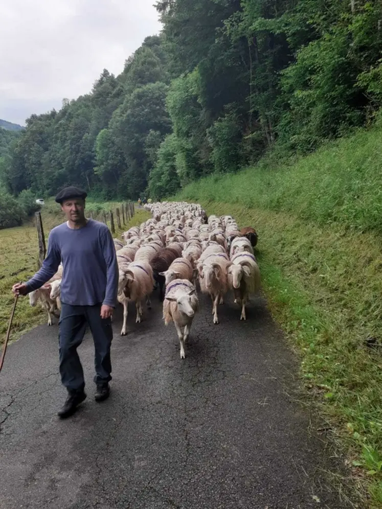 <em class="placeholder">Transhumance à pied </em>