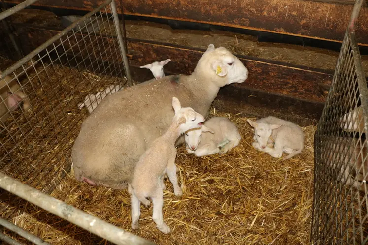 <em class="placeholder">La brebis est isolée avec ses agneaux nouveau-nés.</em>