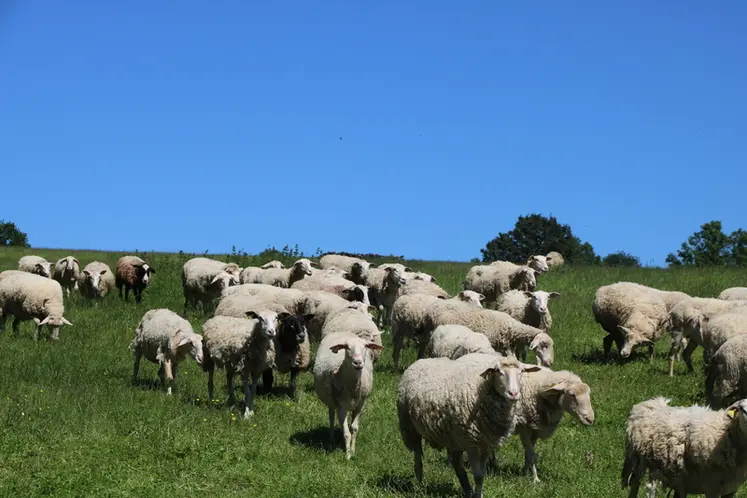 <em class="placeholder">Des brebis sont au pâturage. </em>