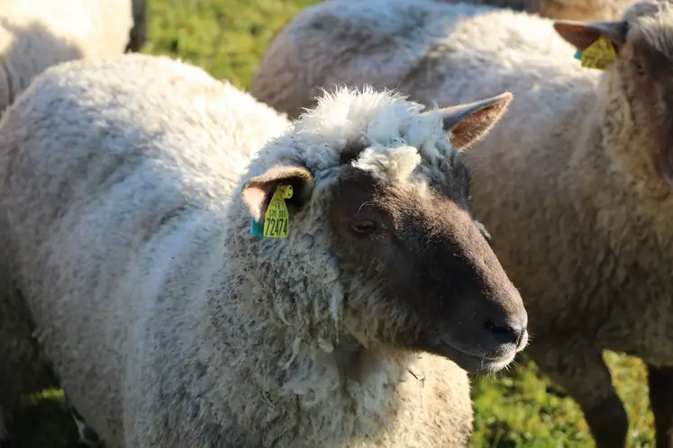 Mouton au pâturage