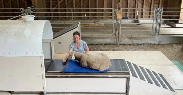 Brebis dans une bergerie passant une IRM