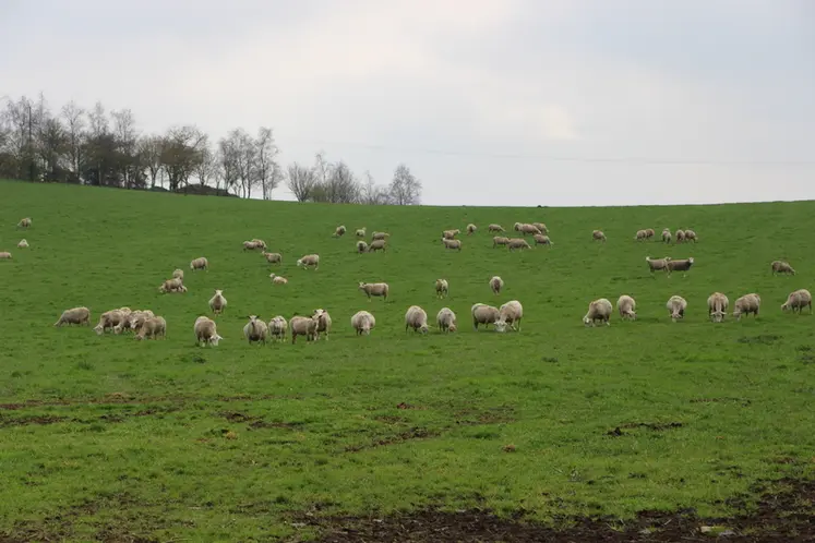<em class="placeholder">Brebis au pâturage</em>