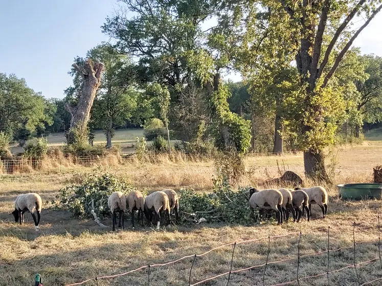 <em class="placeholder">Brebis au pré, en train de manger des feuilles d&#039;arbre au sol.</em>