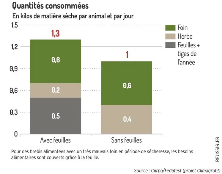 <em class="placeholder">Graphique : Pour des brebis alimentées avec un très mauvais foin en période de sécheresse, les besoins alimentaires sont couverts grâce à la feuille.©Ciirpo/Fedatest ...</em>
