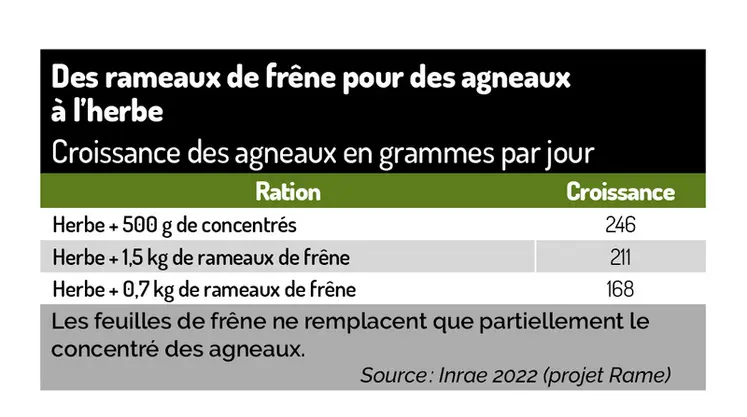 <em class="placeholder">Tableau : Les feuilles de frêne remplacent partiellement le concentré des agneaux©Inrae 2022 (projet Rame)</em>