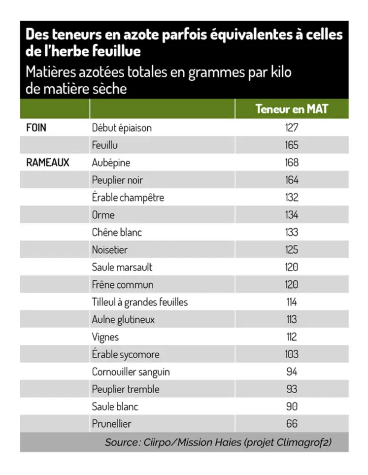 <em class="placeholder">Graphique : Des teneurs en azote parfois équivalentes à celles de l’herbe feuillue©CIIRPO/ Mission Haies (projet Climagrof2)</em>