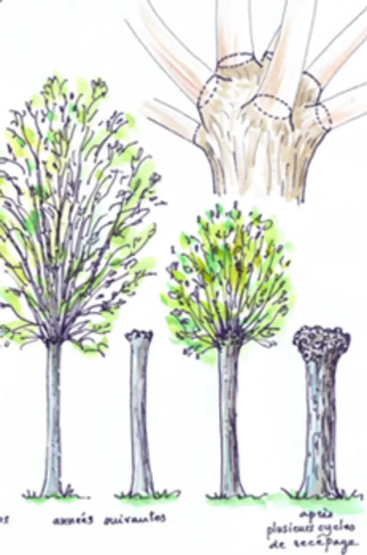 <em class="placeholder">Pour une mise en têtard, viser les points de cicatrisation. Réaliser une coupe nette est indispensable pour la bonne repousse de l&#039;arbre.</em>