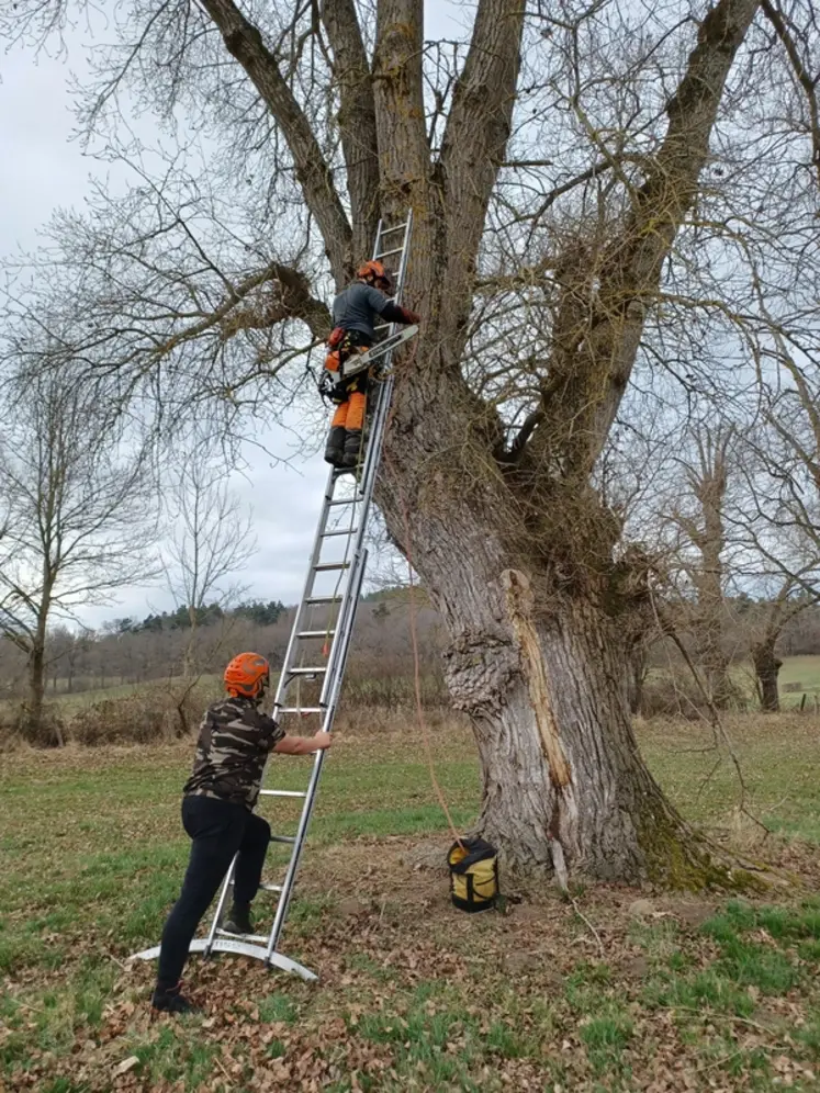 <em class="placeholder">Elagage d&#039;un arbre à partir d&#039;une échelle</em>