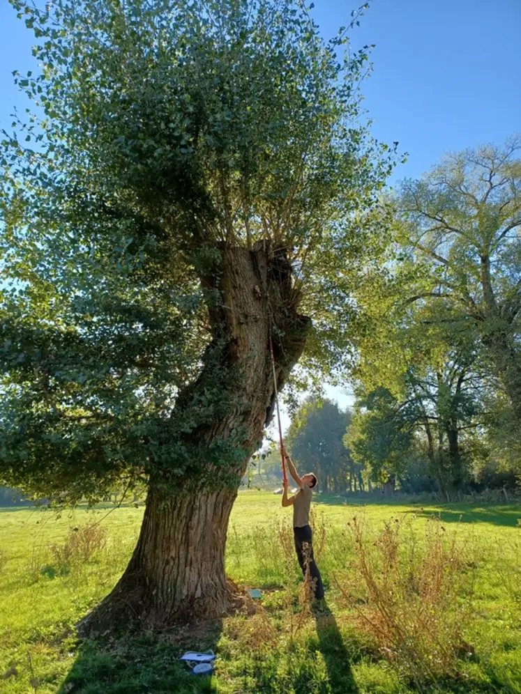 <em class="placeholder">Utilisation d&#039;une perche élagueuse</em>