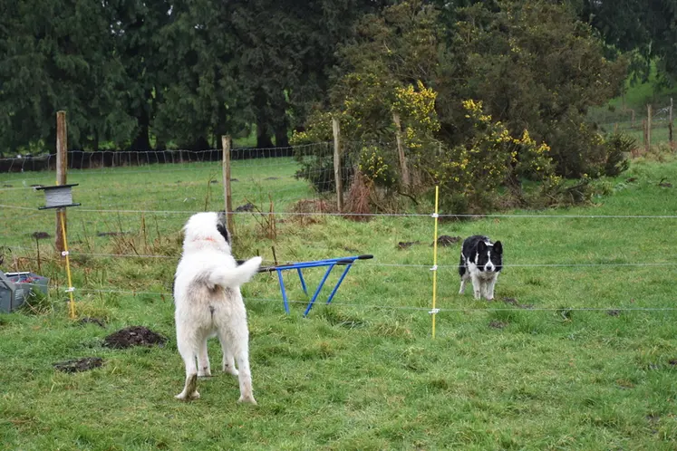 <em class="placeholder">Le patou et le chien de conduite</em>