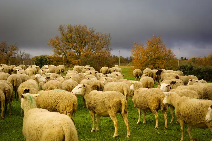 <em class="placeholder">Moutons pâturant sur une zone humide de l'Aude.</em>