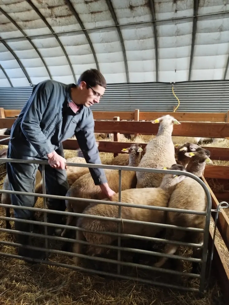 <em class="placeholder">Benjamin Piot avec ses agneaux</em>