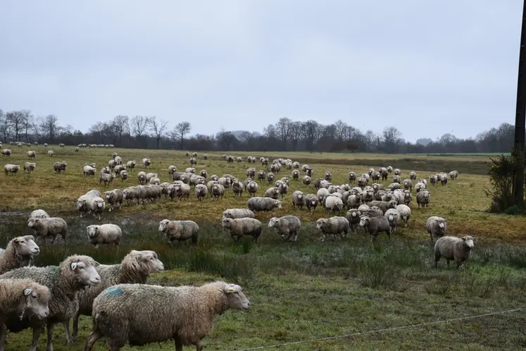 <em class="placeholder">Les brebis se dirigent vers l&#039;entrée du paddock.</em>