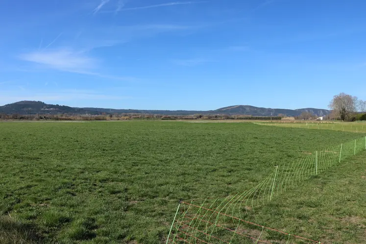 Prairie dans le sud de la France.