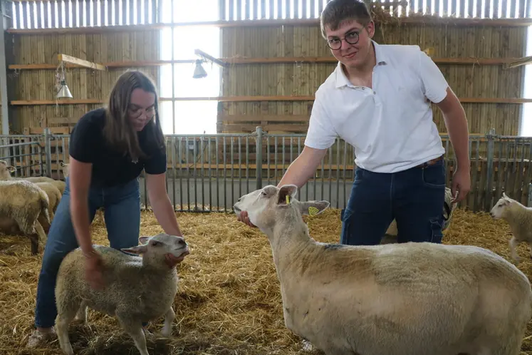 <em class="placeholder">Brebis et agneau de race Mouton Boulonnais</em>