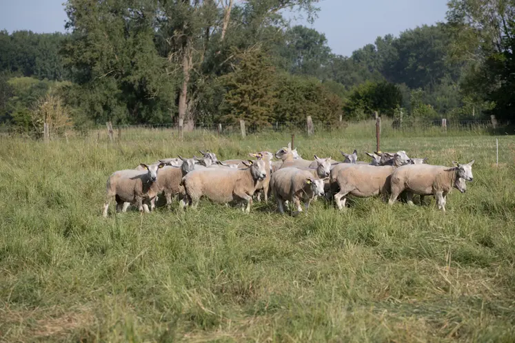 <em class="placeholder">site paturage mouton boulonnais, race, crrg, animal, cysoing, mai 2020, elevage de M.DEBAISIEUX</em>