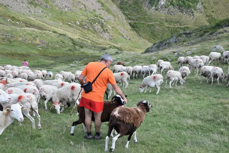 <em class="placeholder">Philippe Soucaze avec ses brebis</em>