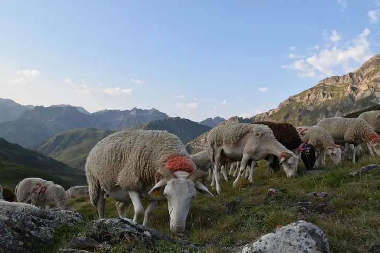<em class="placeholder">Brebis tarasconnaises dans les Pyrénées.</em>