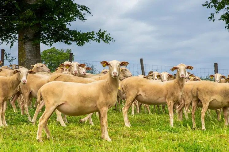 <em class="placeholder">Brebis viande - UPRA Lacaune</em>