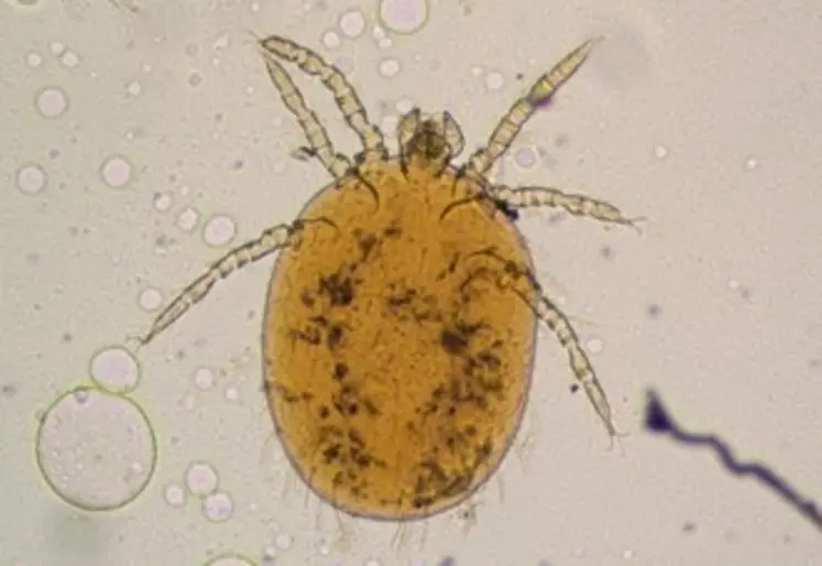 <em class="placeholder">Aoûtat</em>