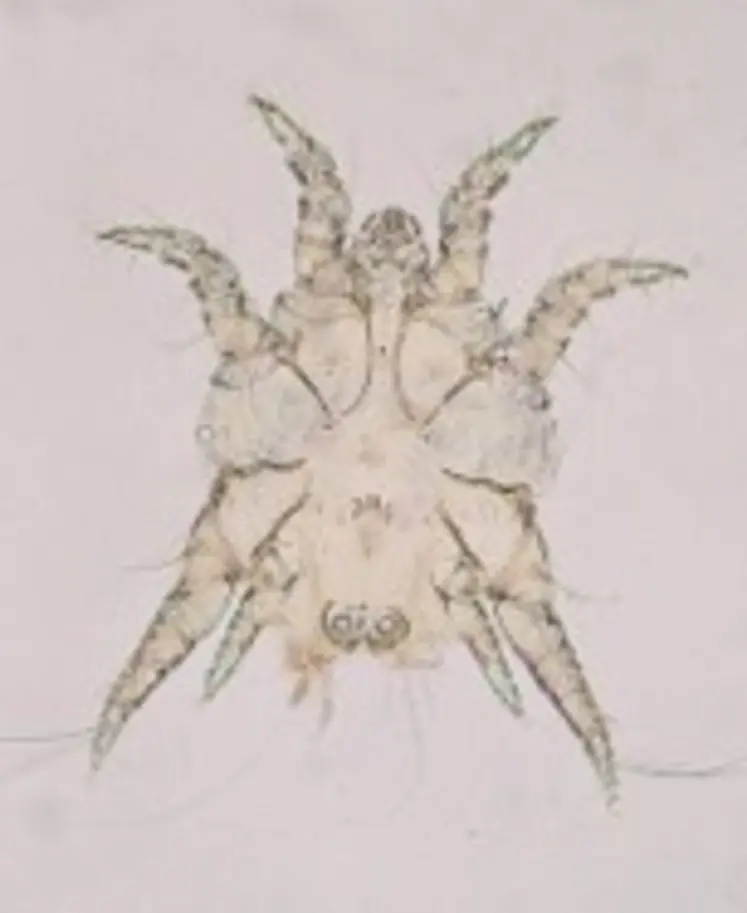 <em class="placeholder">Image microscopique de psoropte</em>