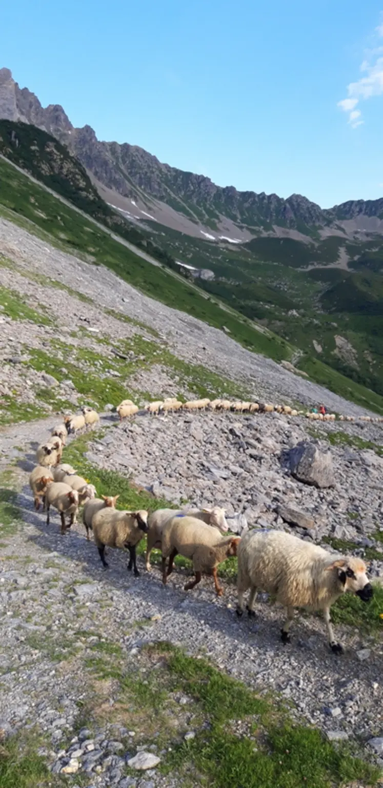 <em class="placeholder">Brebis en transhumance</em>