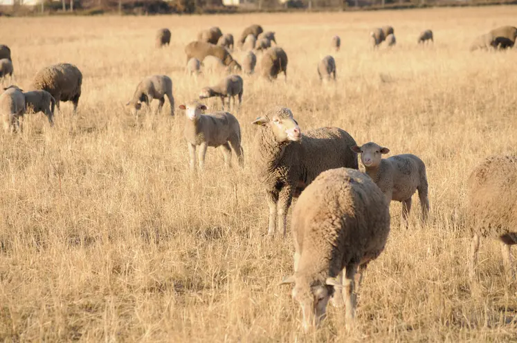 Brebis au pâturage en été