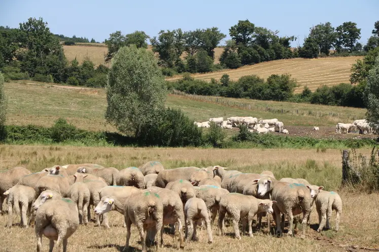 <em class="placeholder">Brebis au pâturage dans la Nièvre</em>