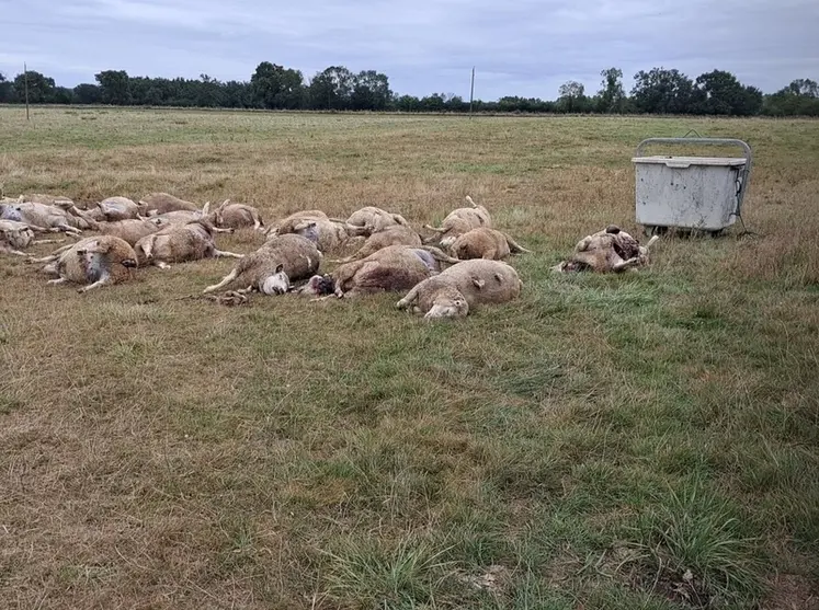 <em class="placeholder">Brebis tuées par le loup dans la Nièvre</em>