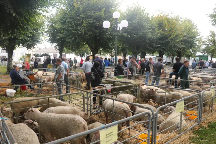 <em class="placeholder">Marché aux reproducteurs ovins de Bellac, en Haute-Vienne.</em>