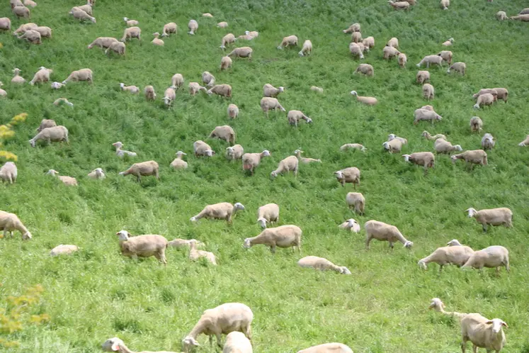 <em class="placeholder">Brebis lacaunes au pâturage</em>