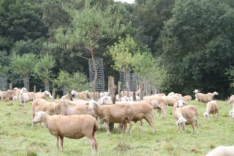Cactus est une solution de protection des arbres en situation de pâturage d'ovins, caprins, bovins, équins et contre la faune sauvage.