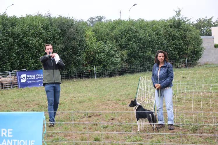 Vente aux enchères de chiens de conduite Border Collie.