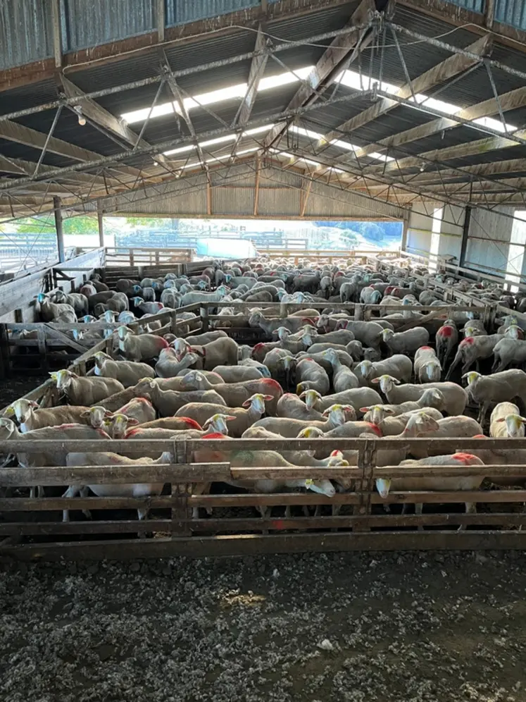 <em class="placeholder">Bergerie néo-zélandaise avec des brebis laitières.</em>