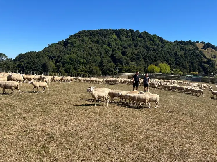 <em class="placeholder">Brebis laitières en Nouvelle-Zélande</em>