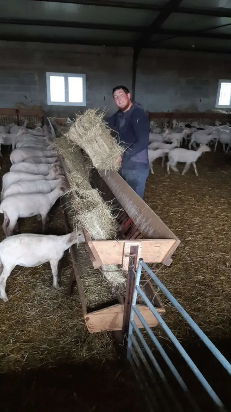 <em class="placeholder">Sam distribue du foin aux brebis.</em>