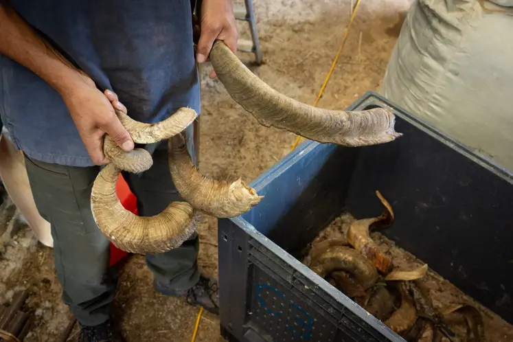 <em class="placeholder">Cornes de mouton et chèvre à valoriser en coutellerie</em>