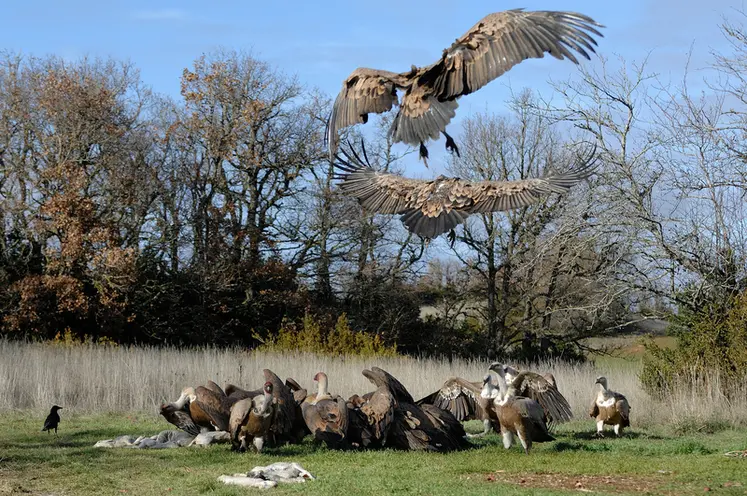 <em class="placeholder">Curée de vautours</em>