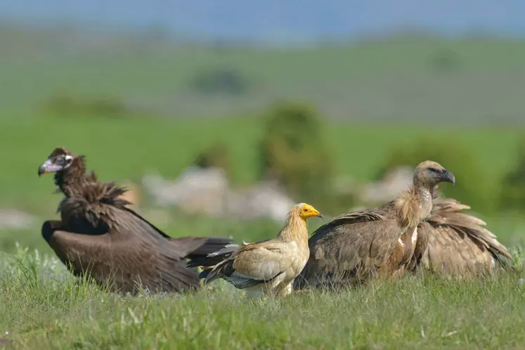 <em class="placeholder">Vautour moine, vautour percnoptère et vautour fauve</em>