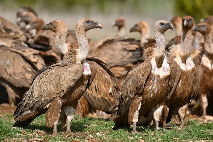 <em class="placeholder">Vautours fauves</em>