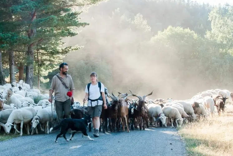 <em class="placeholder">Patrick Mayet conduisant son troupeau de brebis et chèvres.</em>