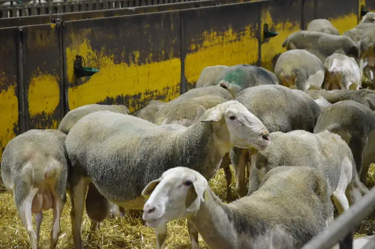 <em class="placeholder">Bélier au milieu des brebis</em>